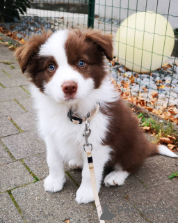 Zdjęcie №1. border collie - na sprzedaż w Graz | 3588zł | Zapowiedź №178536