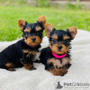 Zdjęcie №1. yorkshire terrier - na sprzedaż w Siófok | negocjowane | Zapowiedź №58243