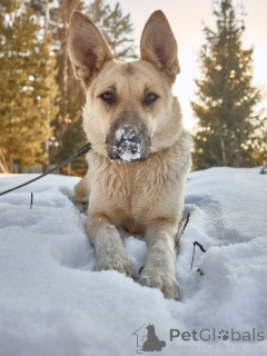 Zdjęcie №4. Sprzedam pies nierasowy w Москва.  - cena - Bezpłatny
