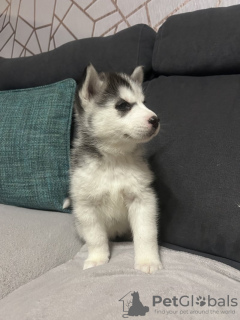 Zdjęcie №3. Siberian Husky Husky szczenięta na sprzedaż. USA