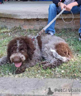 Dodatkowe zdjęcia: Szczenięta Lagotto Romagnolo