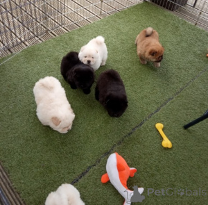 Zdjęcie №3. Woo!!Urocze szczenięta Chow Chow do ponownego powrotu do domu... Kanada