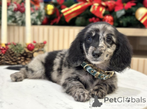 Zdjęcie №4. Sprzedam jamnik w Bellinzona. prywatne ogłoszenie - cena - 2780zł