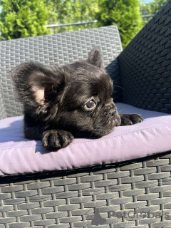 Zdjęcie №3. Puszysty buldog francuski. Serbia