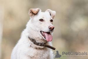 Zdjęcie №2 do zapowiedźy № 76937 na sprzedaż  pies nierasowy - wkupić się Federacja Rosyjska prywatne ogłoszenie