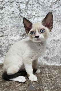 Zdjęcie №1. devon rex - na sprzedaż w Port Melbourne | 13439zł | Zapowiedź № 176607