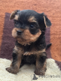 Zdjęcie №3. Szczenięta mini York. Gruzja