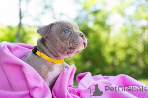 Zdjęcie №1. pies nierasowy - na sprzedaż w Tallinn | negocjowane | Zapowiedź №144517