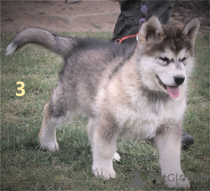 Zdjęcie №3. Alaskan Malamute szczenięta. Polska