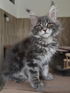 Zdjęcie №1. maine coon - na sprzedaż w Poznań | negocjowane | Zapowiedź № 169334