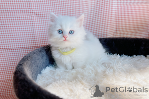 Zdjęcie №1. munchkin - na sprzedaż w Dragsfjärd | negocjowane | Zapowiedź № 161986