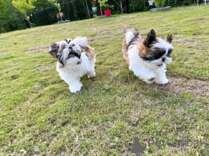 Zdjęcie №2 do zapowiedźy № 167160 na sprzedaż  shih tzu - wkupić się Estonia 