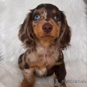 Zdjęcie №2 do zapowiedźy № 144415 na sprzedaż  jamnik - wkupić się USA prywatne ogłoszenie, hodowca