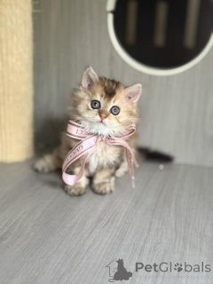 Zdjęcie №1. selkirk rex krótkowłosy - na sprzedaż w Gladbeck | 1674zł | Zapowiedź № 177975