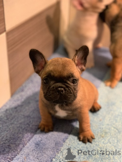 Zdjęcie №3. Buldog francuski Od kuce don. Serbia