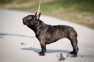 Dodatkowe zdjęcia: Buldog francuski sprzedam samicę