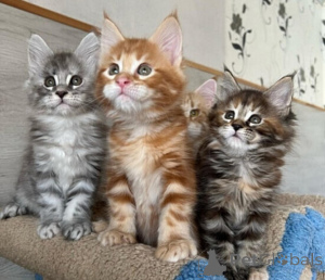 Zdjęcie №1. maine coon - na sprzedaż w Palma | negocjowane | Zapowiedź № 176425