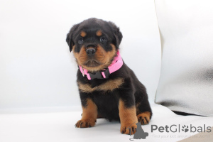 Zdjęcie №1. rottweiler - na sprzedaż w Constanța | negocjowane | Zapowiedź №165223