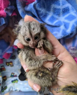 Zdjęcie №3. 3 małpy marmozety dostępne z wysyłką na cały świat. Francja