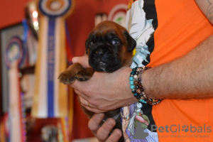 Zdjęcie №2 do zapowiedźy № 121980 na sprzedaż  bokser - wkupić się Niemcy prywatne ogłoszenie