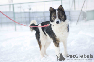 Zdjęcie №3. Cudowny pies Hanik szuka domu!. Federacja Rosyjska