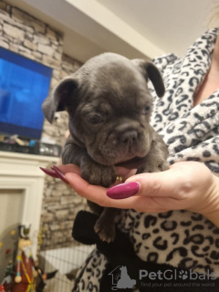 Zdjęcie №2 do zapowiedźy № 130887 na sprzedaż  buldog francuski - wkupić się Niemcy prywatne ogłoszenie