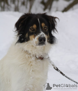 Zdjęcie №1. pies nierasowy - na sprzedaż w Москва | Bezpłatny | Zapowiedź №91230