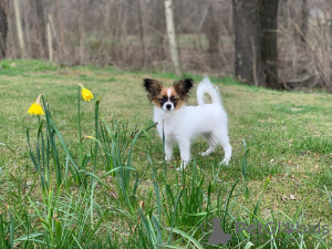 Dodatkowe zdjęcia: CONTINENTAL TOY SPANIEL/PAPILLON 