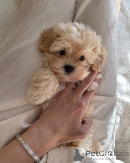 Zdjęcie №3. maltipoo. Niemcy