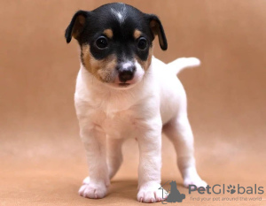 Zdjęcie №1. english toy terrier - na sprzedaż w Wilno | negocjowane | Zapowiedź №128402