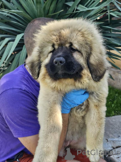 Zdjęcie №3. Kaukaski owczarka niemiecka, szczenięta. Serbia