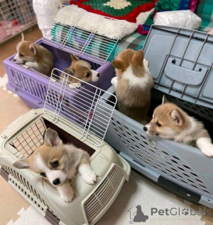 Zdjęcie №2 do zapowiedźy № 138885 na sprzedaż  welsh corgi - wkupić się Niemcy prywatne ogłoszenie, hodowca