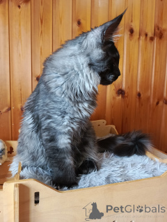 Zdjęcie №3. Kitten Cote Mainkun Polydakt. Federacja Rosyjska