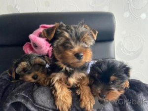 Zdjęcie №1. yorkshire terrier - na sprzedaż w Wiedeń | negocjowane | Zapowiedź №169716