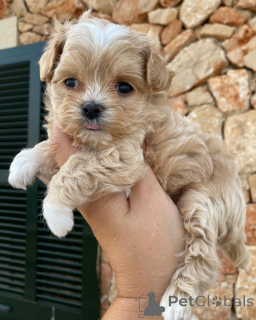 Zdjęcie №2 do zapowiedźy № 159935 na sprzedaż  maltipu - wkupić się Holandia prywatne ogłoszenie