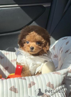 Zdjęcie №4. Sprzedam pudel (zabawka) w Berlin. hodowca - cena - negocjowane