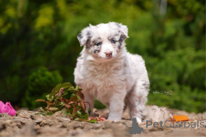 Zdjęcie №4. Sprzedam border collie w Espoo. prywatne ogłoszenie - cena - Bezpłatny