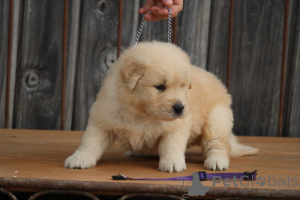Zdjęcie №1. golden retriever - na sprzedaż w Berlin | Bezpłatny | Zapowiedź №173994