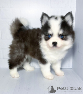 Zdjęcie №3. Szczenięta pieprzowego mikro. Federacja Rosyjska