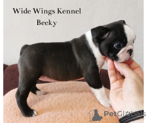 Zdjęcie №3. Purebred Boston Terrier szczeniaki od hodowcy. Węgry