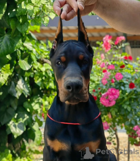 Zdjęcie №1. doberman - na sprzedaż w Франкфурт-на-Майне | 4544zł | Zapowiedź №138750