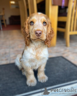 Zdjęcie №1. cocker spaniel angielski - na sprzedaż w Братислава | Bezpłatny | Zapowiedź №111331