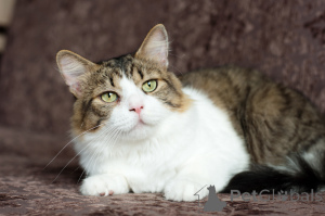 Zdjęcie №4. Sprzedam  w Mińsk. prywatne ogłoszenie - cena - Bezpłatny