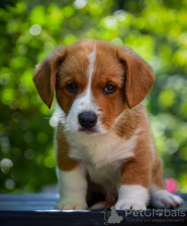 Dodatkowe zdjęcia: Śliczne szczenięta Cardigan Welsh Corgi z Węgier kennel@cardibakery.hu