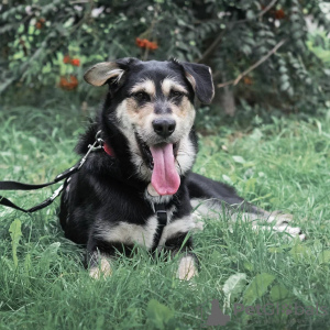 Zdjęcie №2 do zapowiedźy № 75097 na sprzedaż  pies nierasowy - wkupić się Federacja Rosyjska prywatne ogłoszenie