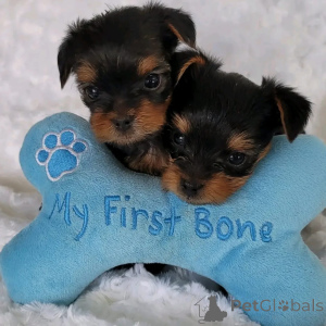 Zdjęcie №2 do zapowiedźy № 168169 na sprzedaż  yorkshire terrier - wkupić się Belgia prywatne ogłoszenie
