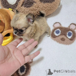 Zdjęcie №2 do zapowiedźy № 167179 na sprzedaż  pies nierasowy - wkupić się USA hodowca