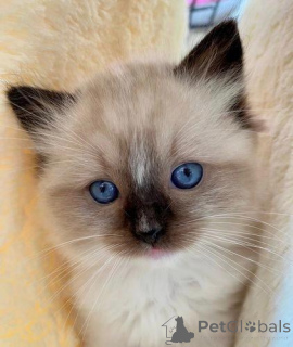Zdjęcie №4. Sprzedam ragdoll w London Borough of Camden. prywatne ogłoszenie - cena - negocjowane