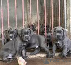 Zdjęcie №1. cane corso - na sprzedaż w Bruksela | 5262zł | Zapowiedź №167740
