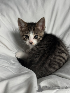 Zdjęcie №2 do zapowiedźy № 146293 na sprzedaż  kot domowy - wkupić się Finlandia prywatne ogłoszenie, hodowca